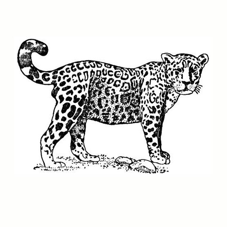 Un jaguar majestueux dans son habitat naturel