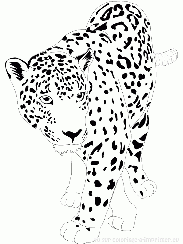 Jaguar majestueux se reposant dans la jungle
