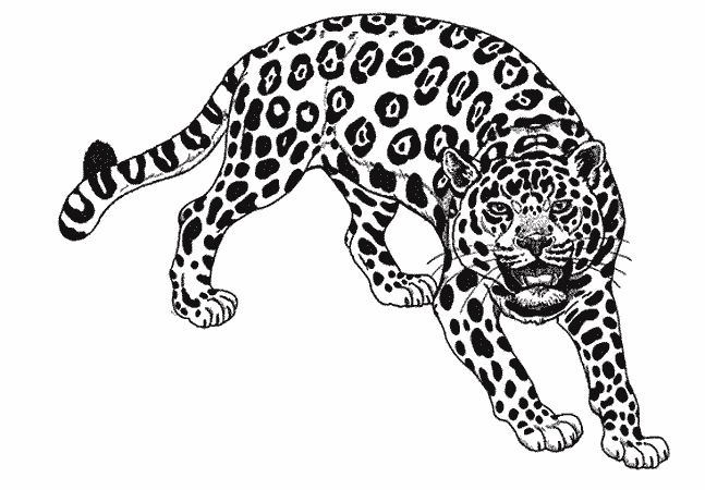 Jaguar majestueux dans son habitat naturel