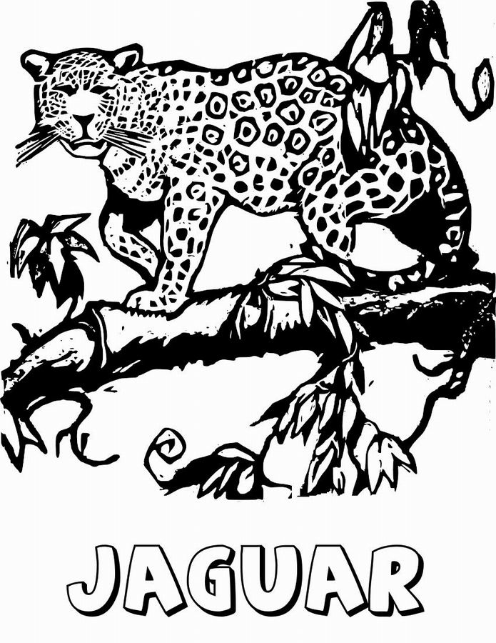 Un jaguar majestueux dans son habitat naturel