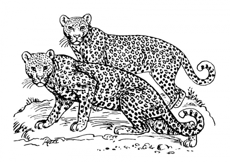 Coloriage Jaguar #6538 à imprimer Coloriage Jaguar #6538 à imprimer