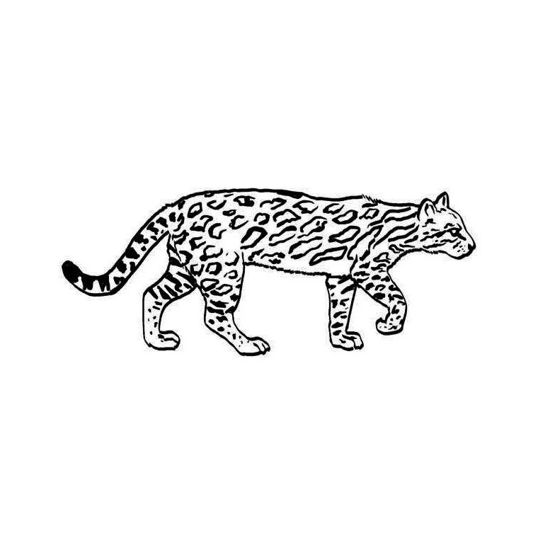 Un jaguar majestueux se reposant dans la jungle