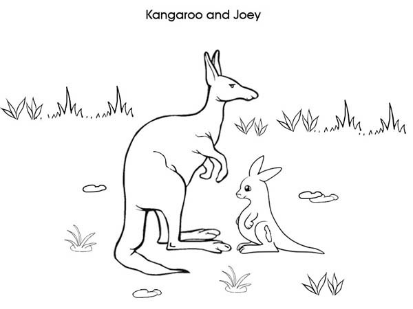 Un kangourou joyeux en pleine nature