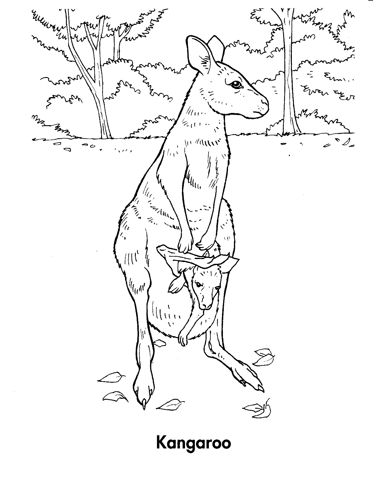 Kangourou sautant dans un paysage herbeux