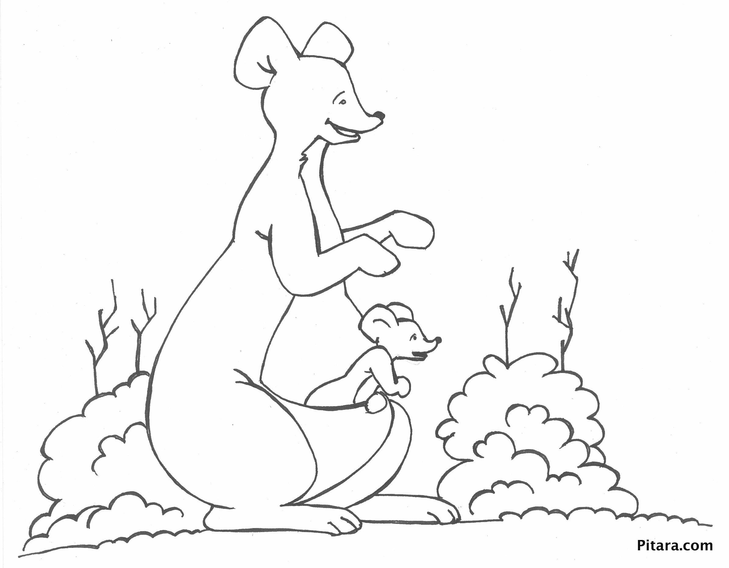 Kangourou sautant dans la nature