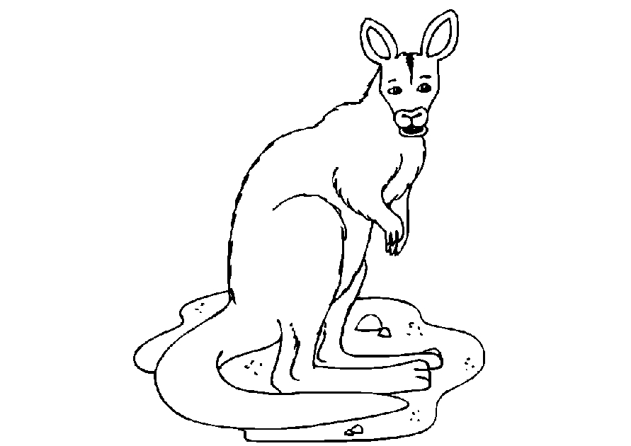 Kangourou sautant joyeusement dans la nature