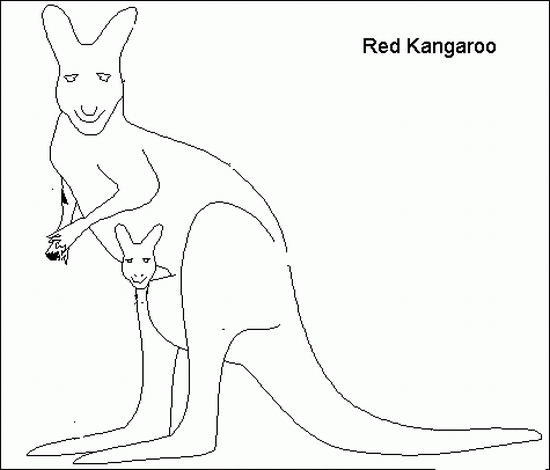 Un kangourou joyeux en pleine nature