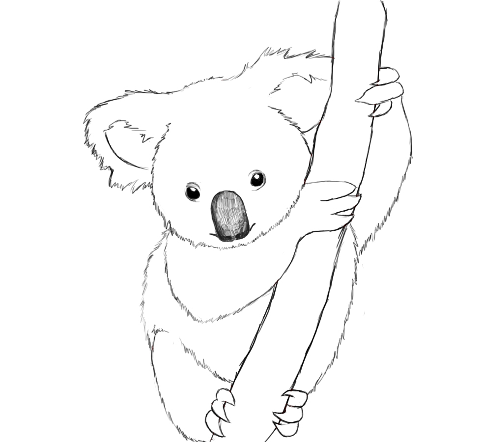 Koala mignon se reposant sur une branche d'eucalyptus