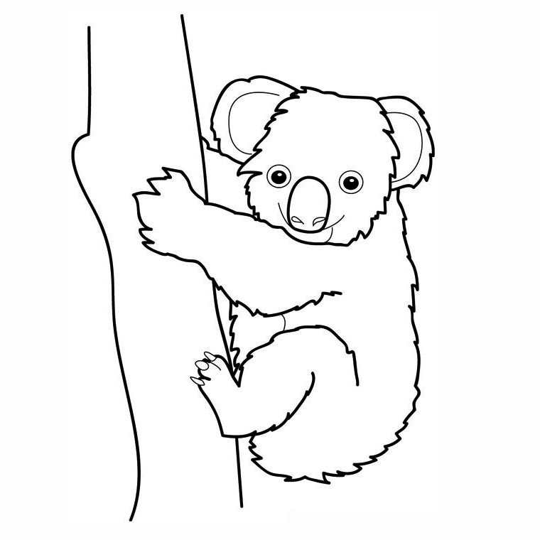 Un koala curieux suspendu à un arbre dans son habitat naturel