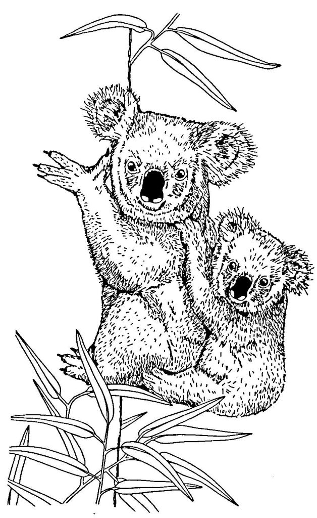 Coloriage Koala #6674 à imprimer Coloriage Koala #6674 à imprimer