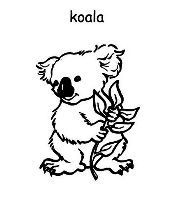 Koala assis sur une branche d'arbre dans son habitat naturel