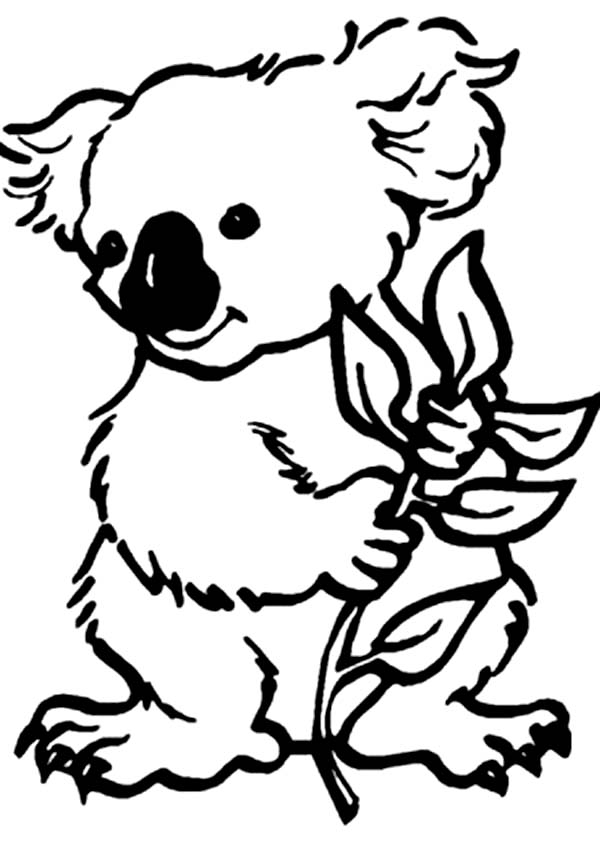 Un koala câlin perché sur une branche d’eucalyptus