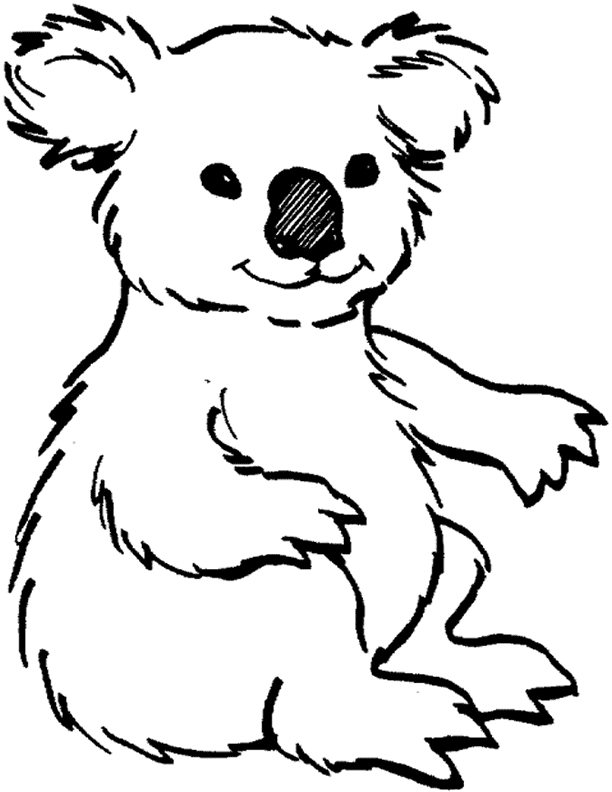 Koala se reposant sur une branche au cœur de la nature