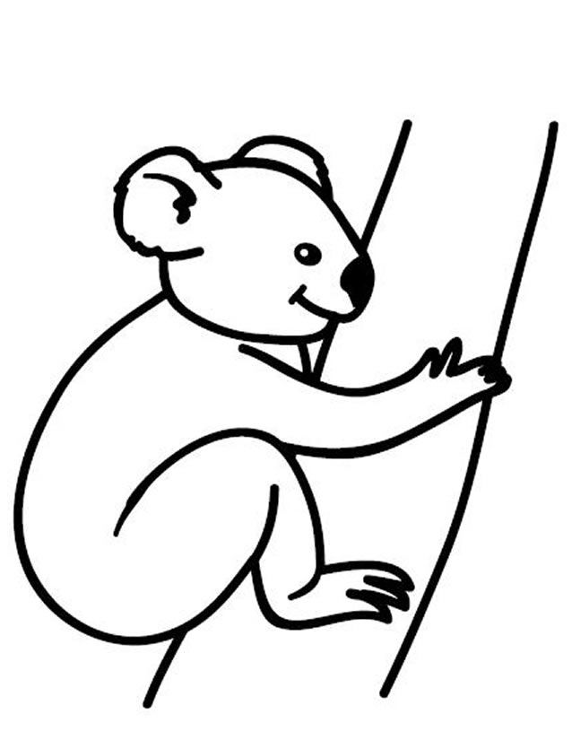Un koala assis sur une branche d'eucalyptus entouré de feuilles