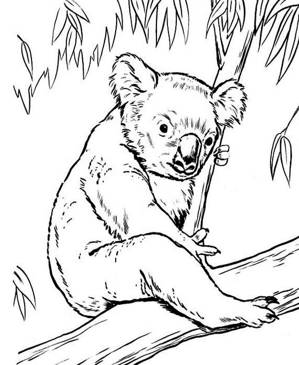 Un koala se reposant paisiblement sur une branche d'eucalyptus
