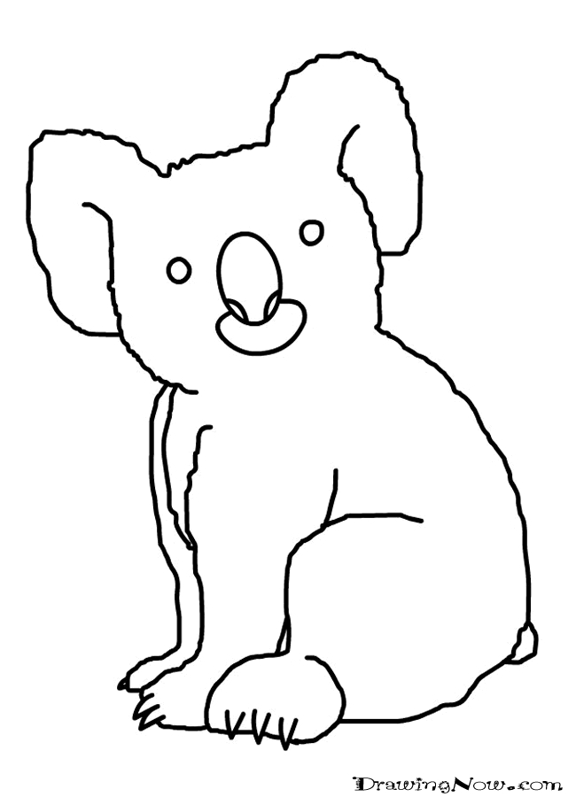 Coloriage d'un koala perché sur une branche d'arbre