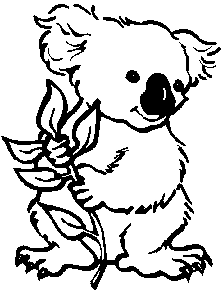 Un koala paisible sur une branche d'eucalyptus