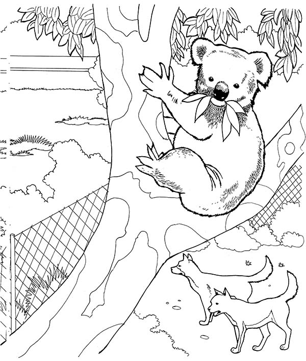 Un koala adorable se reposant sur une branche d'eucalyptus