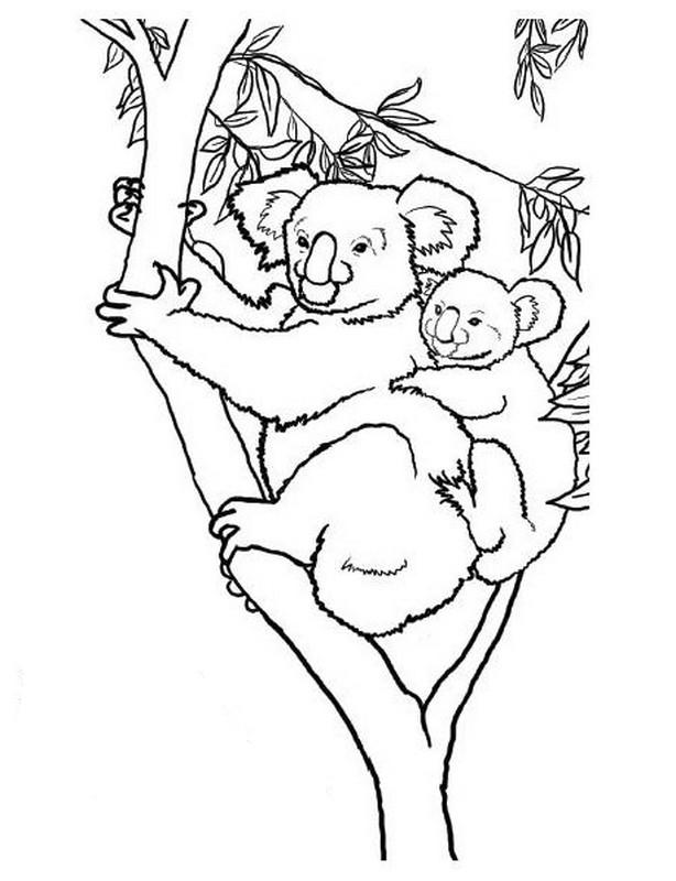 Coloriage Koala #6710 à imprimer Coloriage Koala #6710 à imprimer