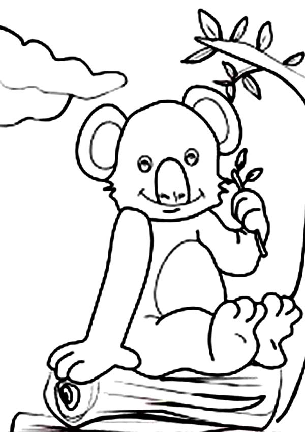 Koala assis sur une branche d'eucalyptus dans son habitat naturel