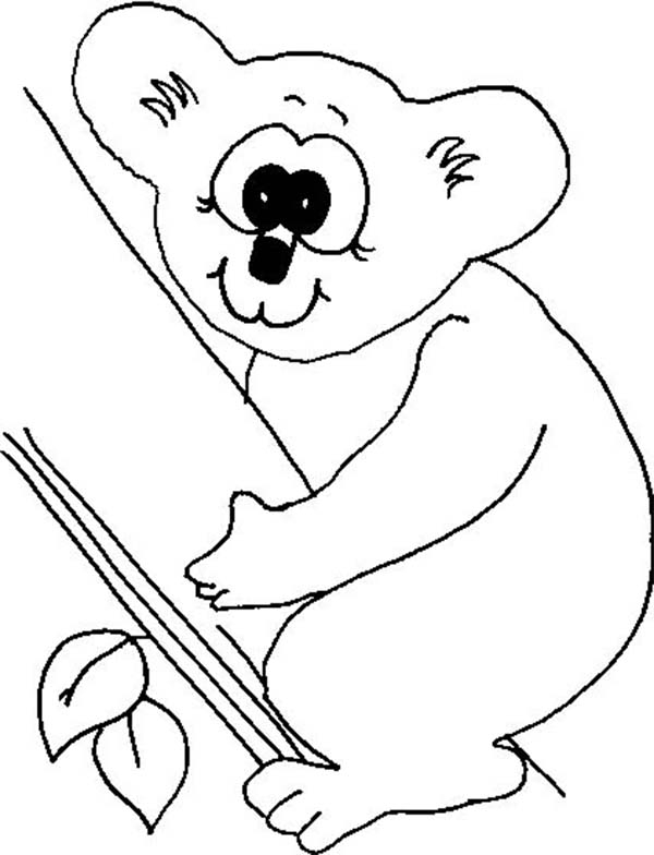 Koala assis sur une branche d’eucalyptus dans son habitat naturel