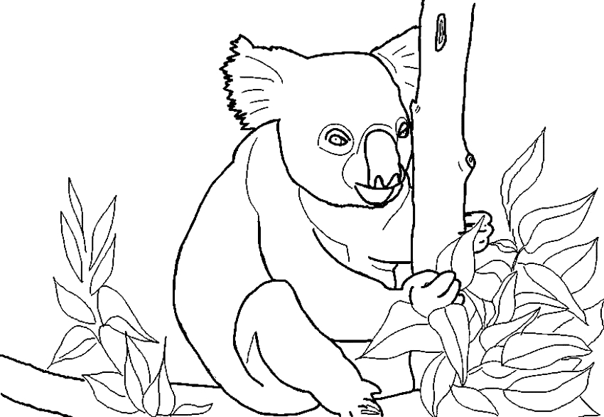 Koala assis sur une branche d'eucalyptus dans son habitat naturel