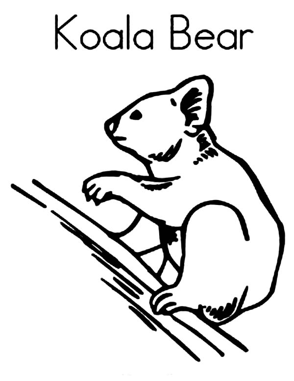 Koala perché sur une branche, entouré de feuilles