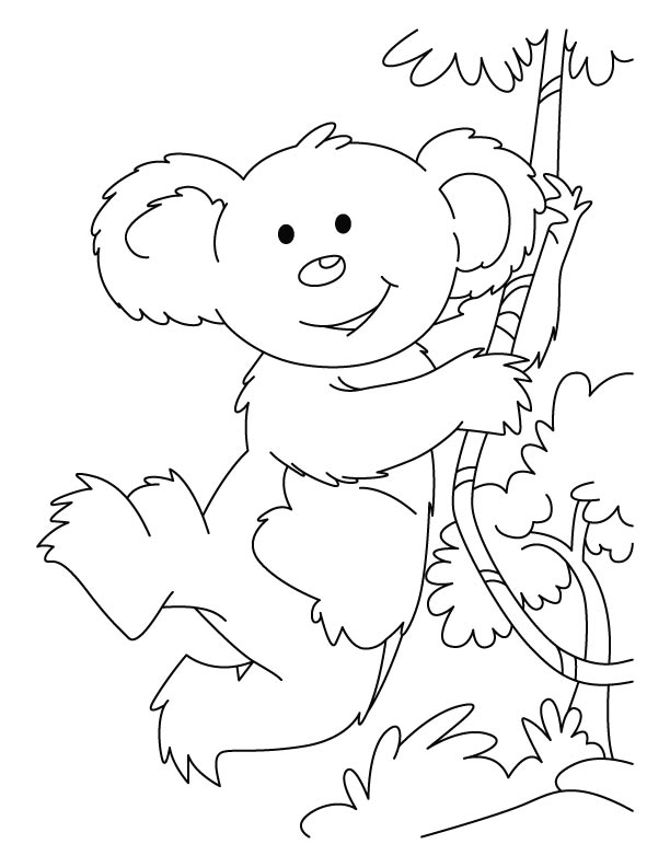 Un koala paisible perché sur une branche d'eucalyptus