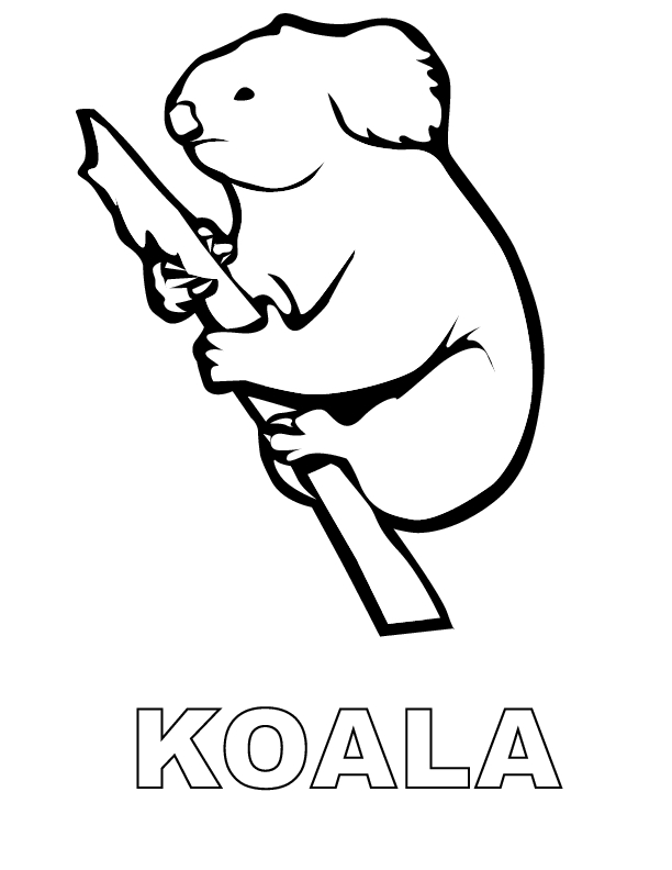 Un koala paisible sur une branche d'eucalyptus