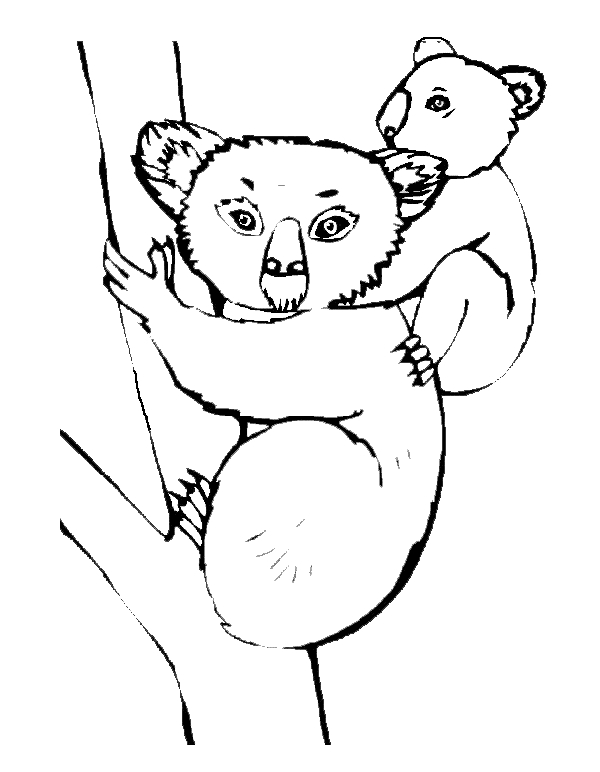Koala mignon perché sur une branche d'eucalyptus