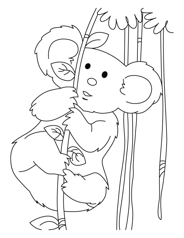 Un koala perché sur une branche, entouré de feuilles