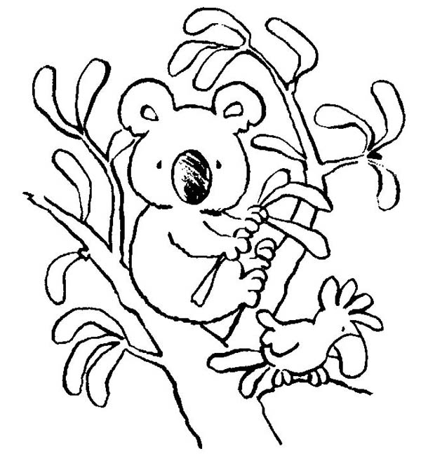 Un koala se reposant sur une branche d'eucalyptus
