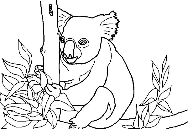 Un koala paisible perché sur une branche d'eucalyptus