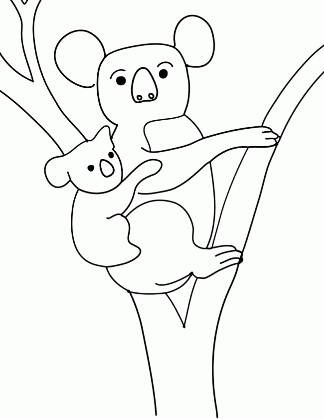 Un koala se repose sur une branche d'eucalyptus dans son habitat naturel