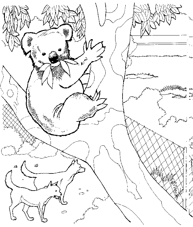 Koala paisible accroché à un eucalyptus
