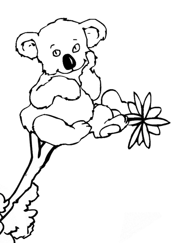 Koala se reposant sur une branche d'eucalyptus