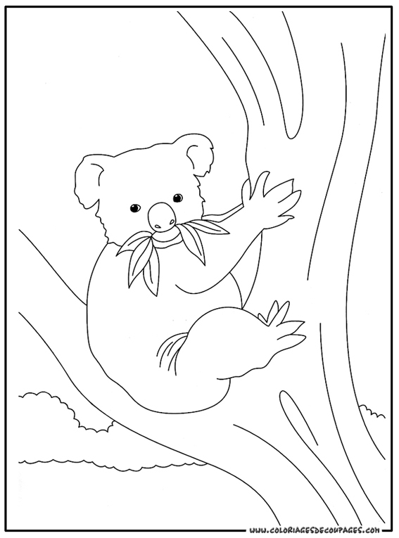 Un koala paisiblement perché sur une branche d'arbre