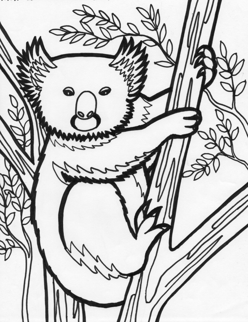 Un koala paisible perché sur une branche dans son habitat naturel