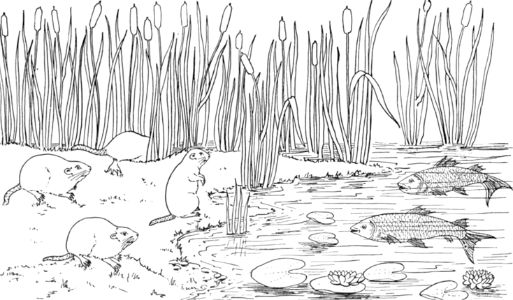 Scène paisible d'un lac entouré de montagnes et d'arbres