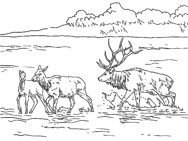 Un lac paisible entouré de montagnes et d'arbres