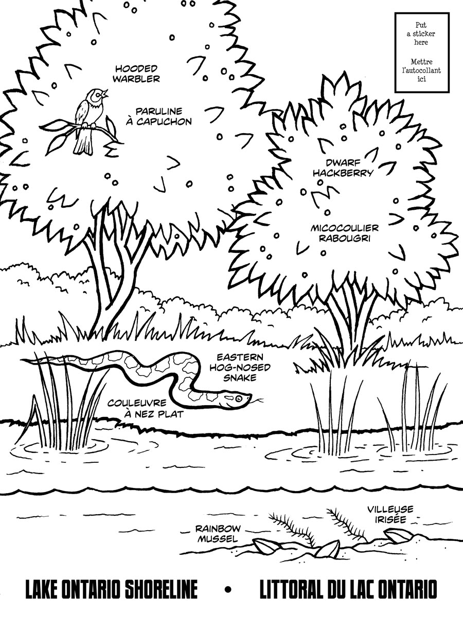 Un lac tranquille entouré de montagnes et de sapins