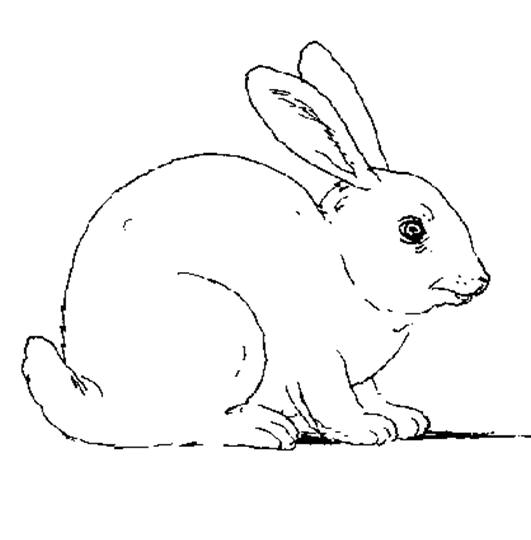Lapin assis dans un champ avec des fleurs