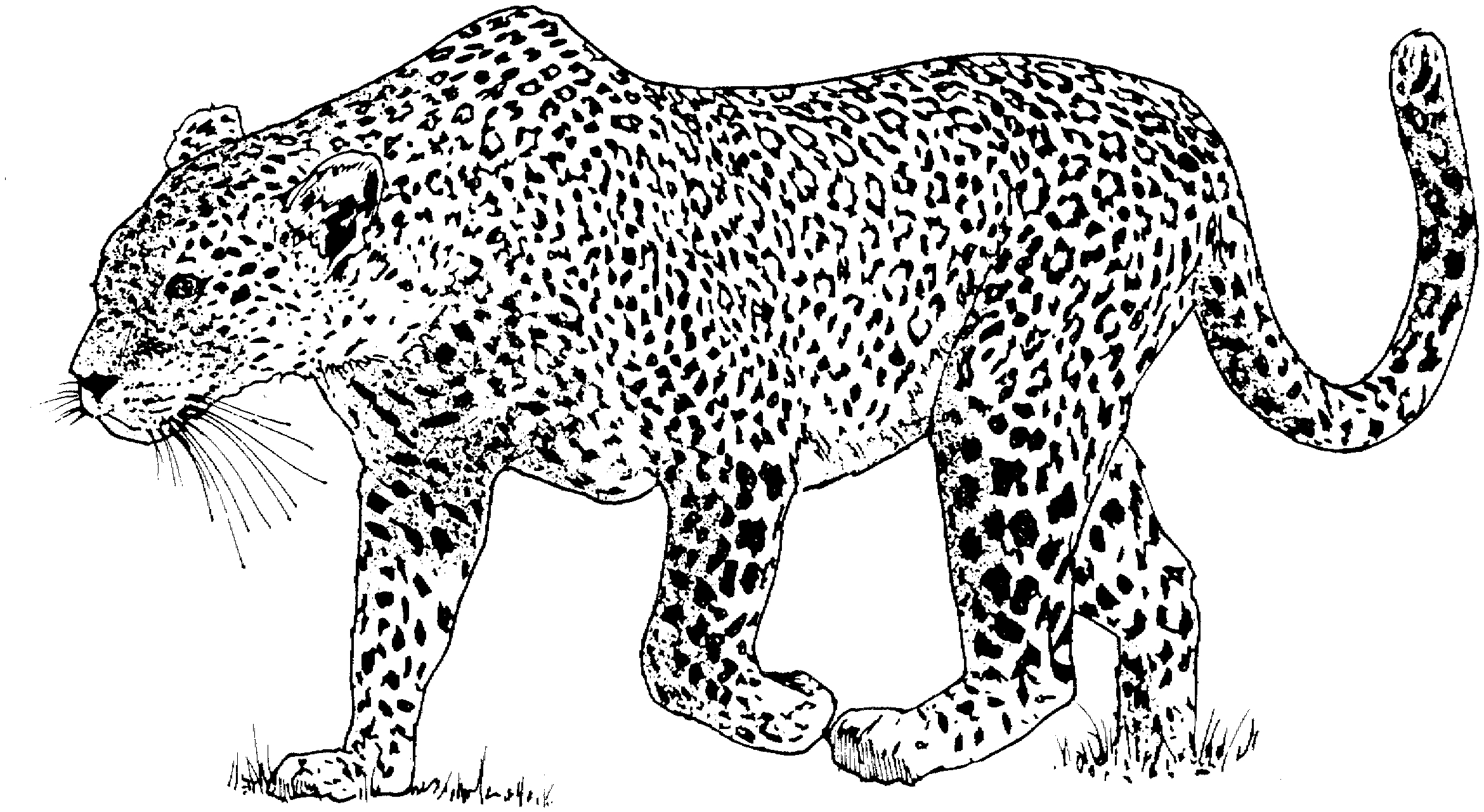 Un léopard majestueux sur fond de nature