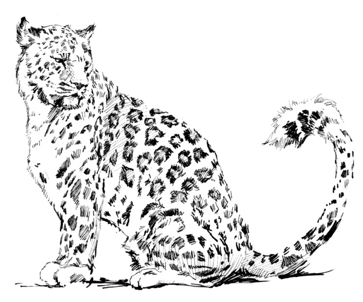 Coloriage d'un léopard sauvage dans son habitat naturel