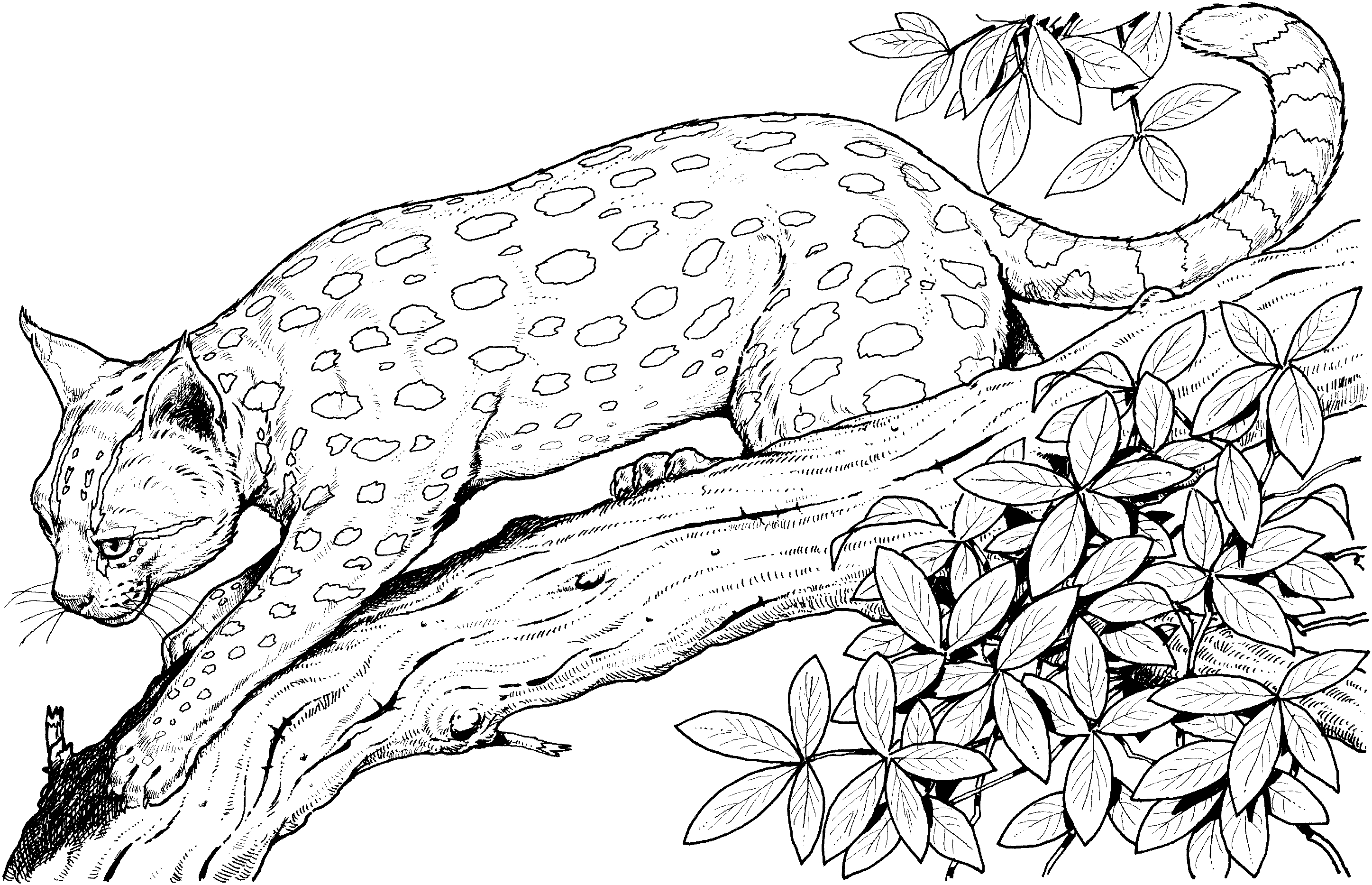 Coloriage d'un léopard majestueux sur fond naturel