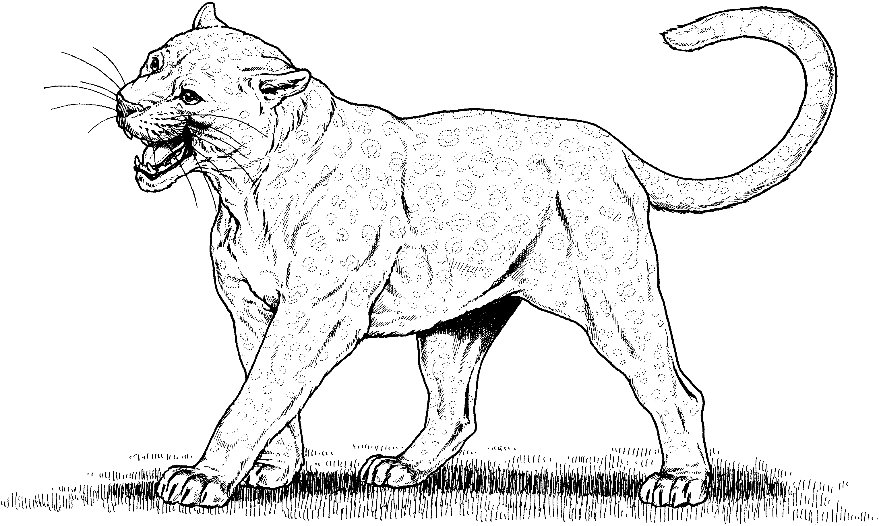 Le coloriage d'un léopard majestueux dans son habitat naturel