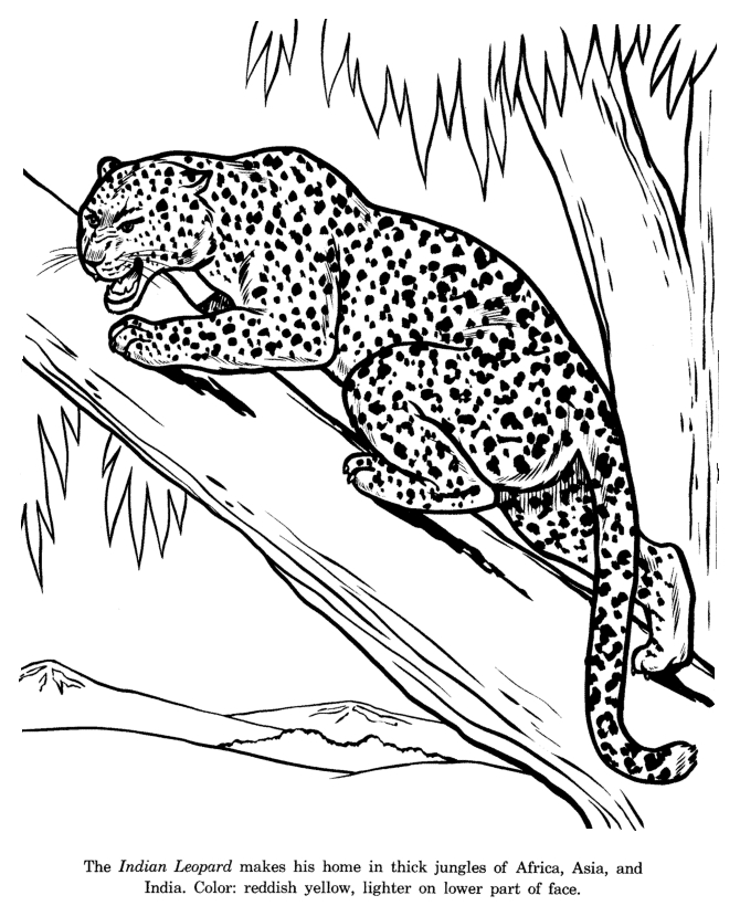 Coloriage d’un léopard dans son habitat naturel