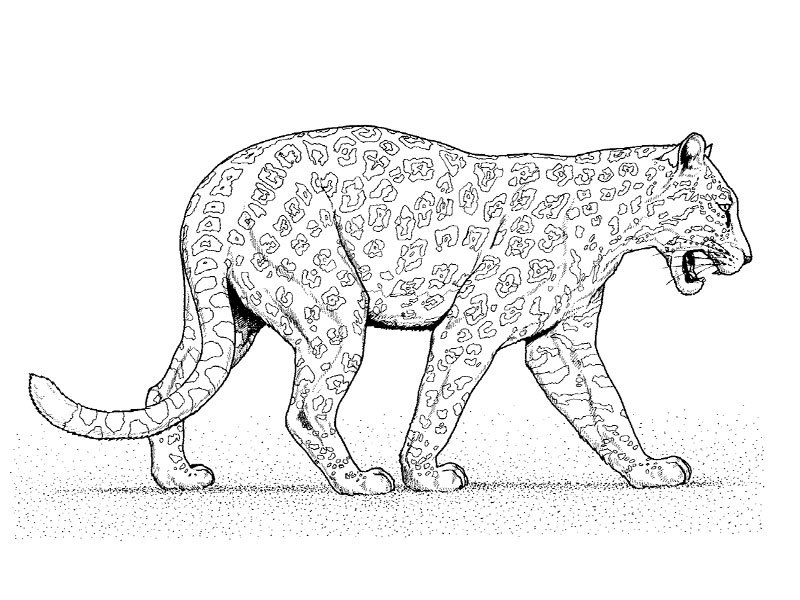 Un léopard majestueux en pleine activité dans la savane