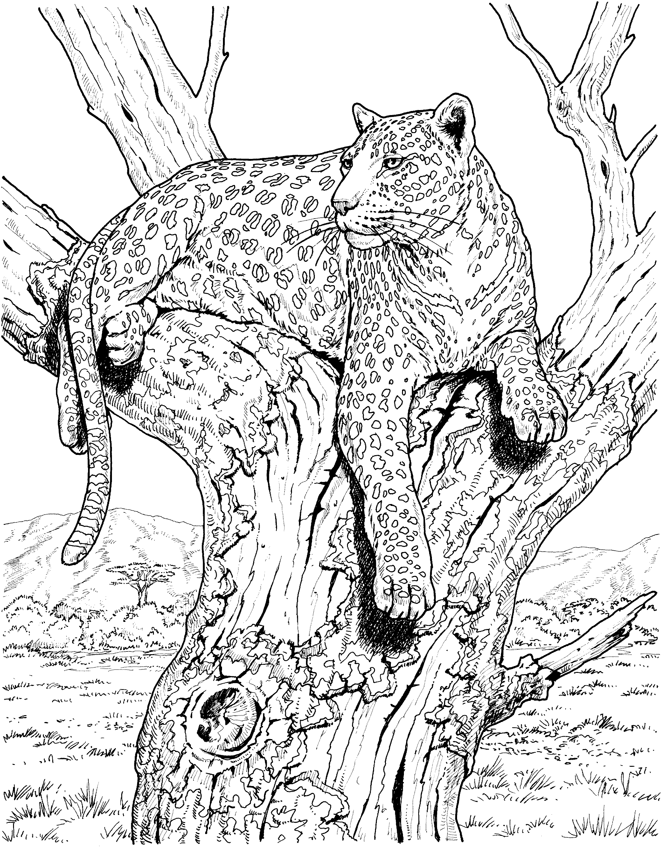 Coloriage d'un léopard en pleine posture de chasse dans la savane