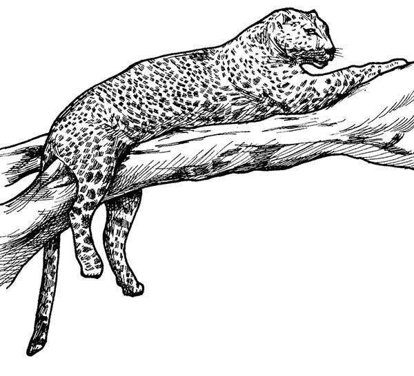 Coloriage d'un léopard majestueux dans un décor naturel